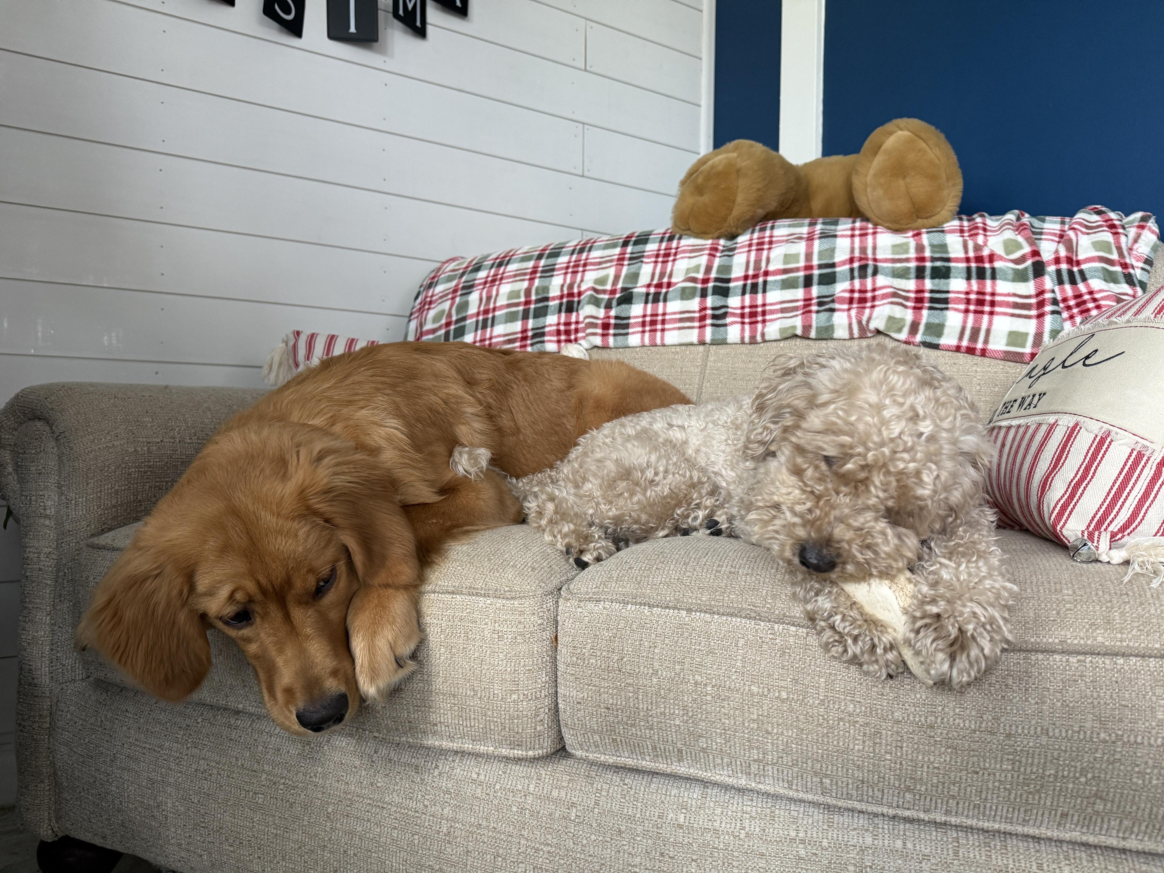 Lulu and Tarpon snuggled on the couch